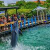 tour al Oceanario Islas del Rosario